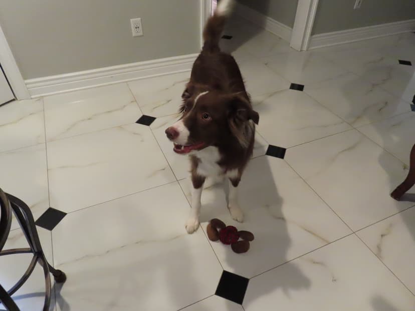 My dog